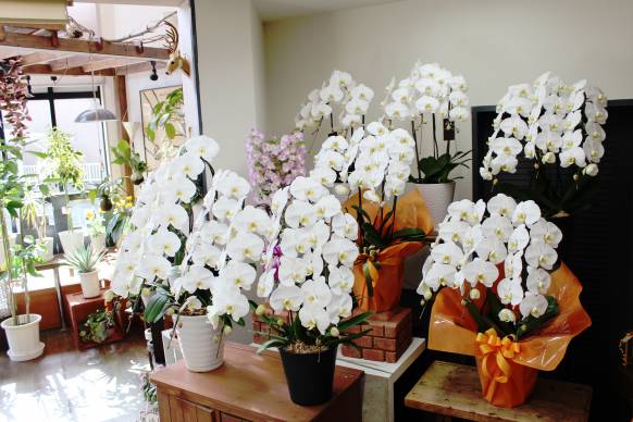 「フラワーズはしもと」　（愛知県愛西市）の花屋店舗写真3